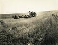Horse drawn combine harvesting wheat in central or eastern Washington
