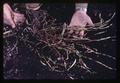 Closeup of rhizomes of zigzag clover, circa 1965