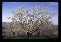 Cherry tree in full bloom, Oregon, circa 1973