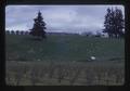 Filberts and sheep near Dallas, Oregon, 1974