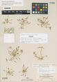 Montia parviflora Douglas var. rupestris Suksd.