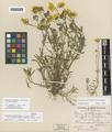 Lasthenia macrantha (A. Gray) Greene ssp. prisca Ornduff