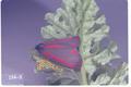 Tyria jacobaeae (Cinnabar moth)