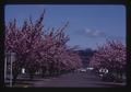 Kwanzan flowering cherry trees, Corvallis, Oregon, 1974