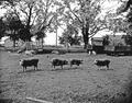Chester White pigs in barn lot