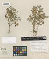 Astragalus diurnus S. Watson