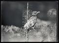 Western robin