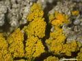 Candelariella coralliza