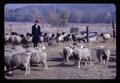 Dr. Ralph Bogart and Willamette and Suffolk sheep, 1964