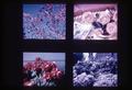 Compilation slide of flowering plants, circa 1965