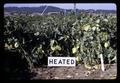 Heated soybeans in soil heating experiment, Oregon State University, Corvallis, Oregon, September 1969