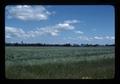 Ryegrass seed field, Polk County, Oregon, 1976