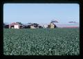 Corn field and farmstead south of Monroe, Oregon, July 1981