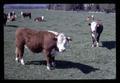 Hereford cattle in pasture, Oregon, March 1972