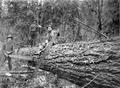 Three loggers with downed tree and bucking saws
