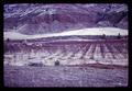 Fruit tree plantings near Kimberly, Oregon on John Day River, circa 1970