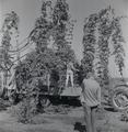 Harvesting Hop Vines on Tractor 9