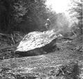 Drilling rock in East Fork of Weatherly Creek