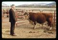 Al Ralston and bull donated by Emery Moore, Oregon State University, Corvallis, Oregon, circa 1970