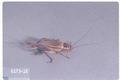 Acheta domesticus (House cricket)