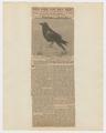 Articles discussing ravens and turkey vultures in Oregon