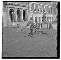 Tree damage in front of Commerce Building, October 20, 1961