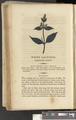 A New Family Herbal or Familiar Account of the Medical Properties of British and Foreign plants also their uses in Dying and the Various Arts arranged according to the Linnaean System [p128]