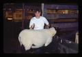 Student grooming sheep at Benton County Fair, Corvallis, Oregon, 1974