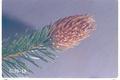 Adelges cooleyi (Cooley spruce gall adelgid)