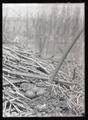 Forster's tern nest