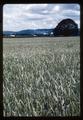 High-yield wheat field near The Dalles, Oregon, 1963
