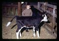 Child with calves, Oregon, circa 1971