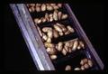 Clean potatoes on conveyor belt, Metolius, Oregon, February 1972