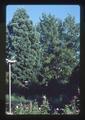 Unpruned oak tree at Henderson home, Corvallis, Oregon, 1987