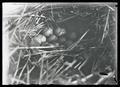 Sharp-tailed grouse nest
