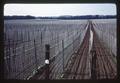 Recently strung pole bean field, Aurora, Oregon, 1966