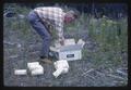 Robert Every unpacking tansy ragwort parasites, 1966