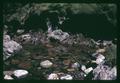 Rocks and moss in South Santiam River, Linn County, Oregon, circa 1970