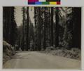 Forest scene along Redwood Highway, Josephine County, OR. Section (recto)