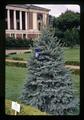 Ohio Christmas tree, Oregon State University, Corvallis, Oregon, circa 1972