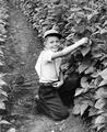 Boy in a pole bean field