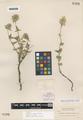 Lophanthus cusickii Greenm.