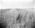 Wasco County wheat field