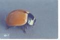 Coccinella novemnotata (Nine-spotted lady beetle)