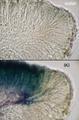 Palicella schizochromatica