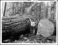 Two big fir logs about 9 feet diameter. (Copy of J. F. Ford photo).