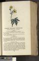A New Family Herbal or Familiar Account of the Medical Properties of British and Foreign plants also their uses in Dying and the Various Arts arranged according to the Linnaean System [p597]