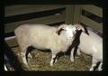 Sheep, Benton County Fair, Corvallis, Oregon, circa 1973