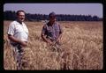 Wilson Foote and Warren Kronstad in plot of Hyslop wheat, Corvallis, Oregon, August 1971