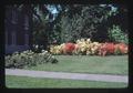 Azaleas by Gilmore Hall, Oregon State University, Corvallis, Oregon, 1974